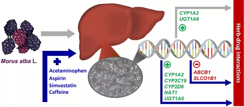 Graphical Abstract