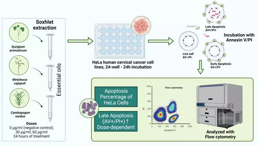 Graphical Abstract