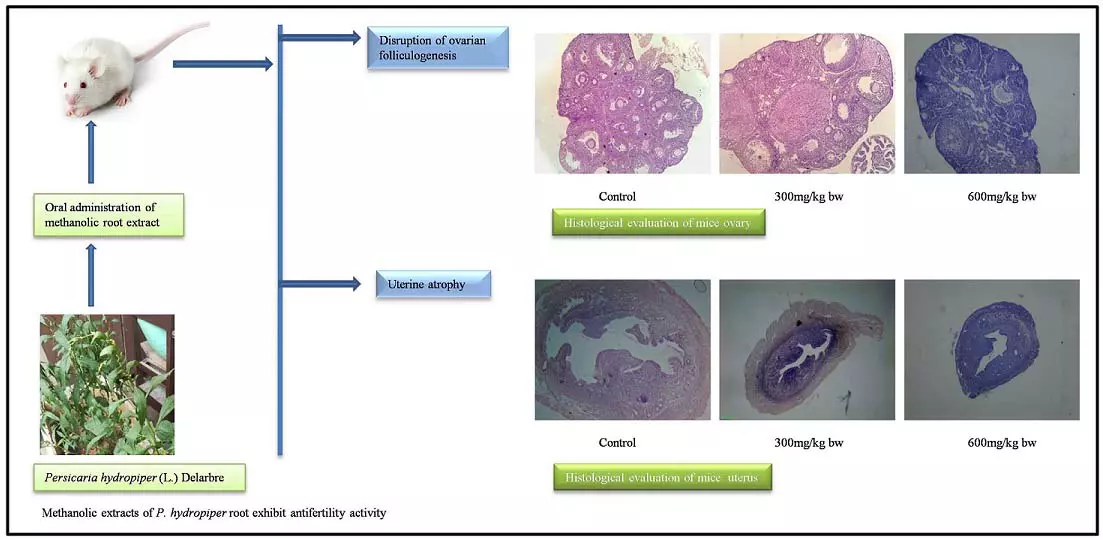 Graphical Abstract