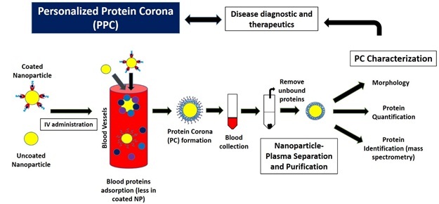 Graphical Abstract