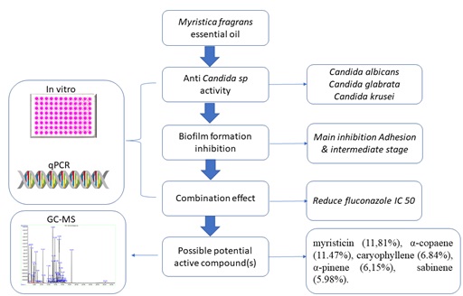 Graphical Abstract