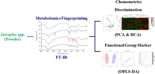 Graphical Abstract