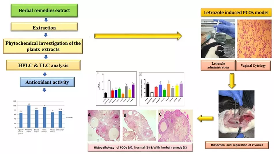 Graphical Abstract