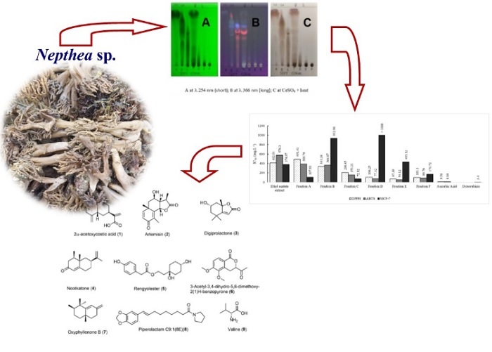 Graphical Abstract