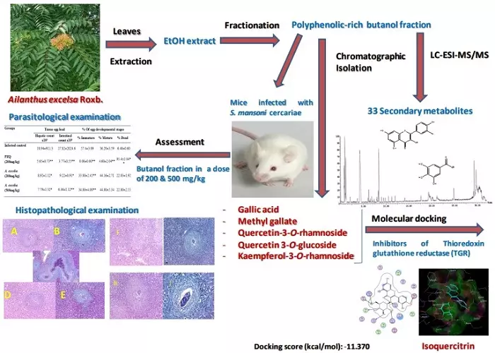 Graphical Abstract