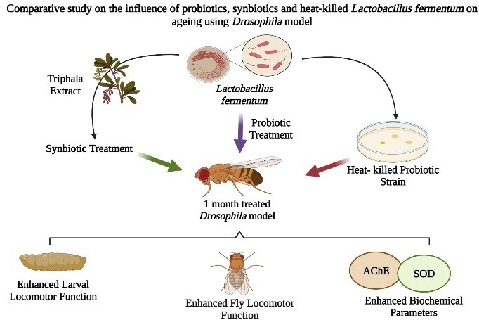 Graphical Abstract
