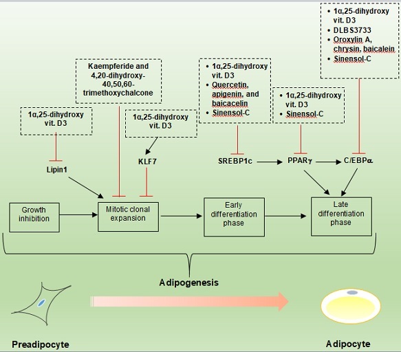 Graphical Abstract