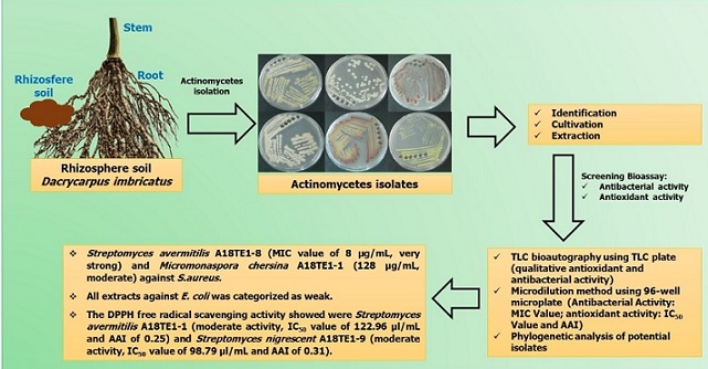 Graphical Abstract