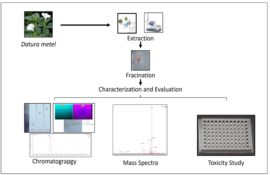 Graphical Abstract