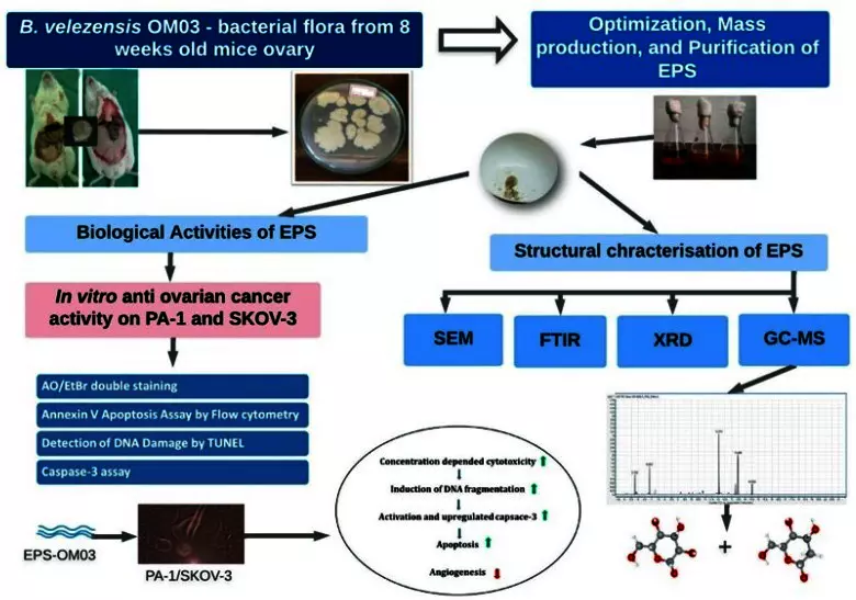 Graphical Abstract