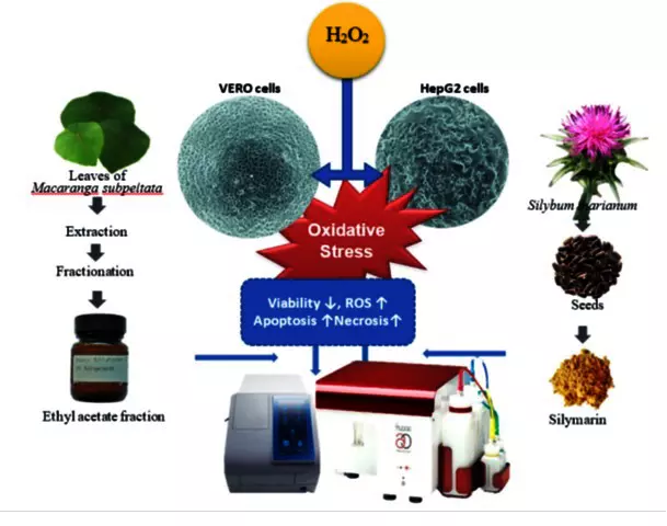 Graphical Abstract