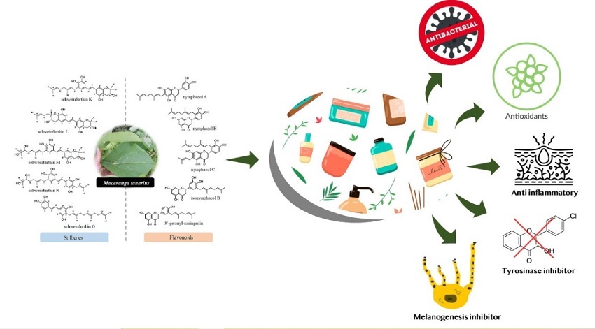 Graphical Abstract