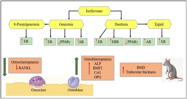 Graphical Abstract