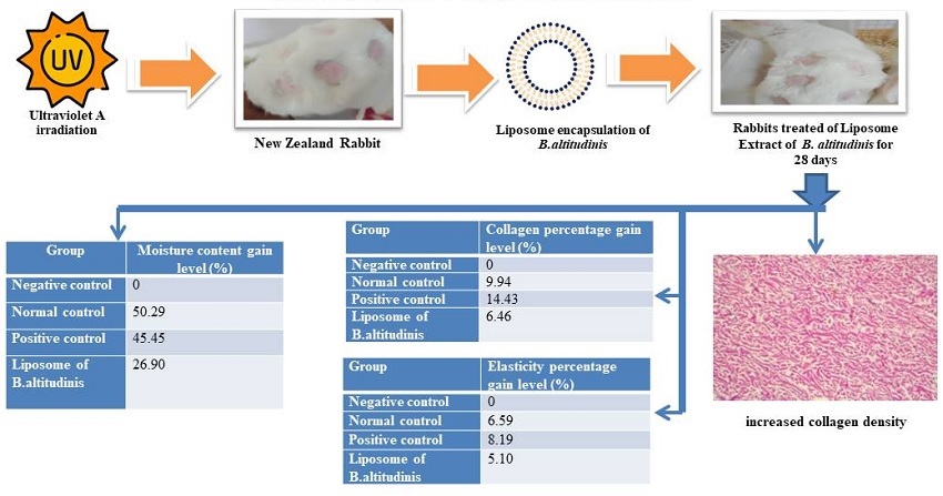 Graphical Abstract