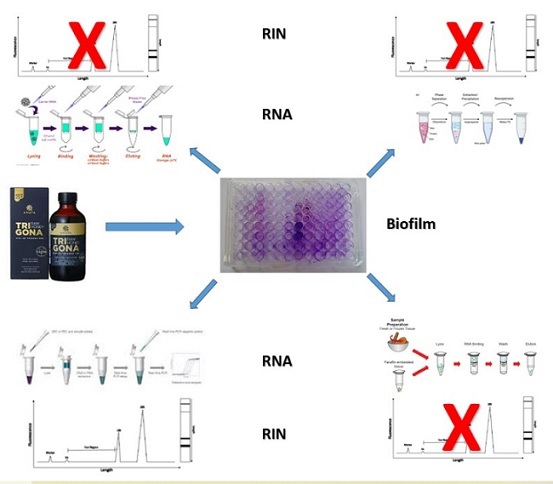 Graphical Abstract