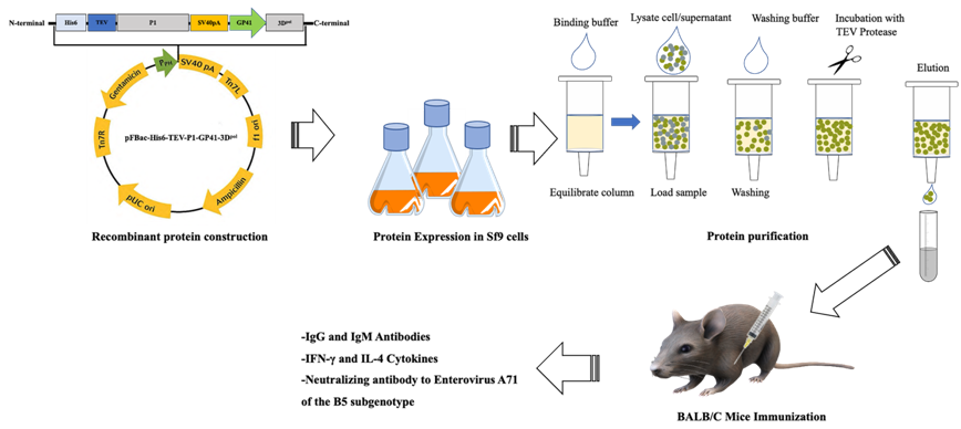 Graphical Abstract