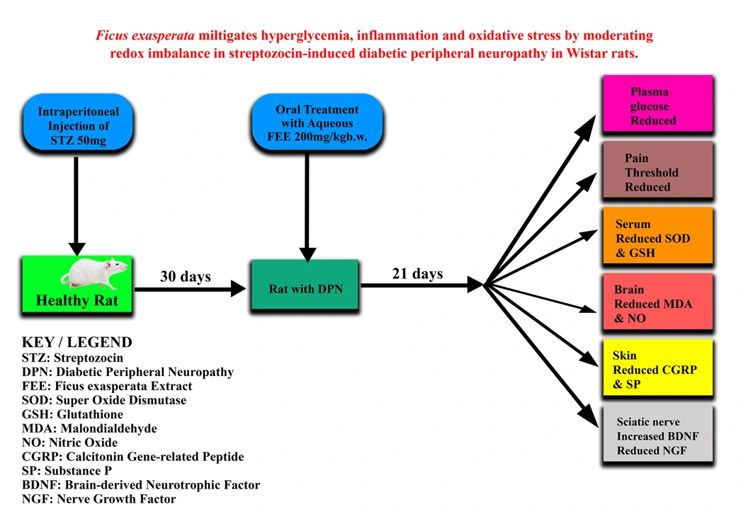 Graphical Abstract