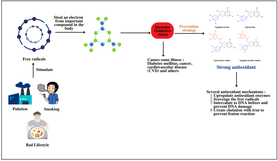 Graphical Abstract