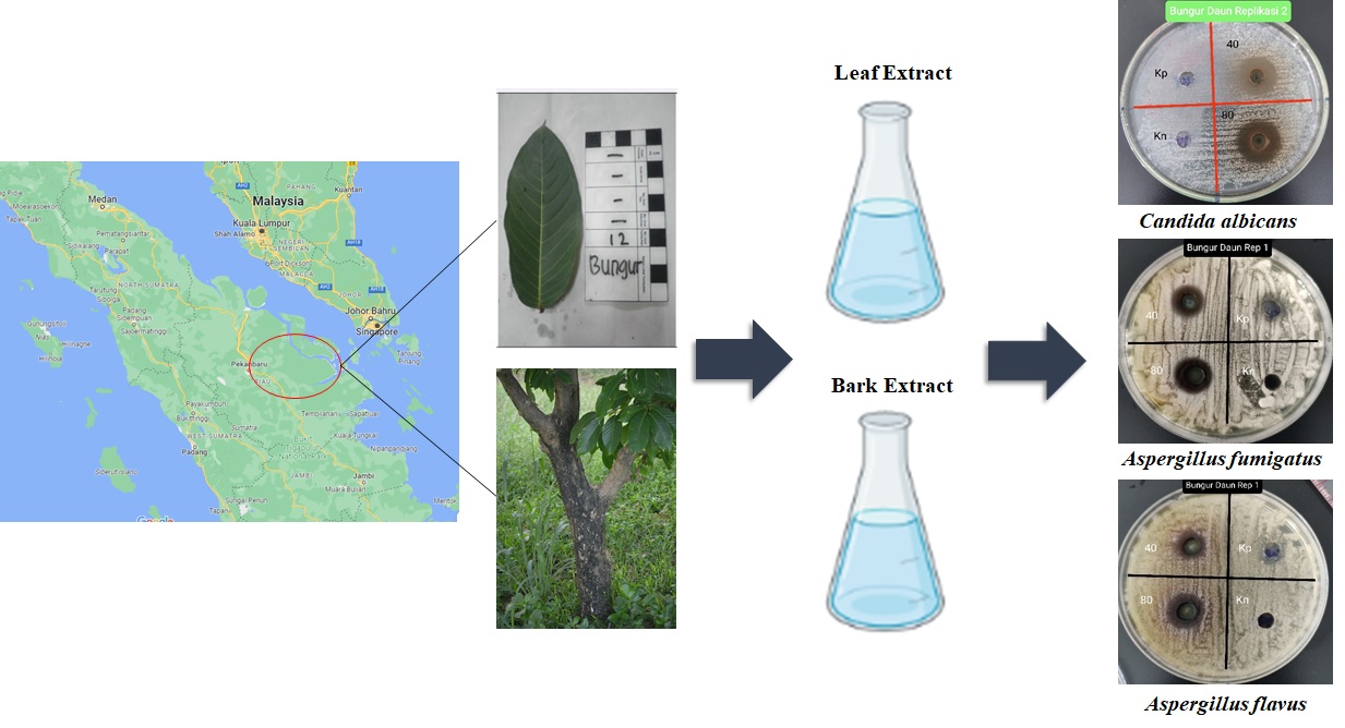 Graphical Abstract