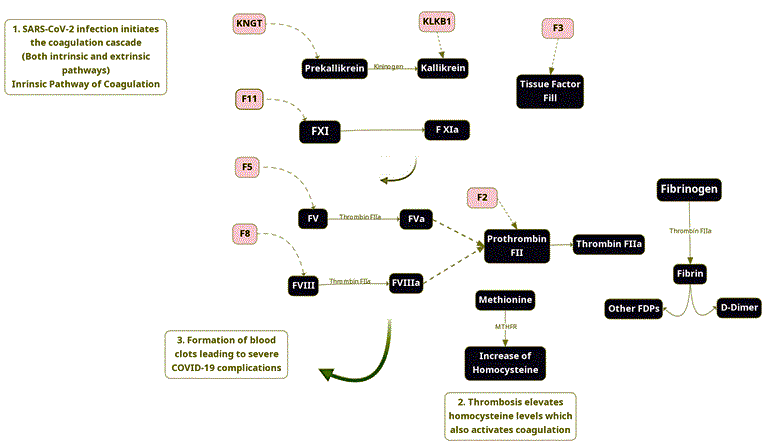 Graphical Abstract