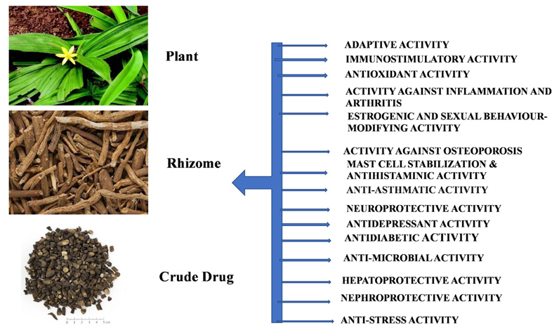 Graphical Abstract