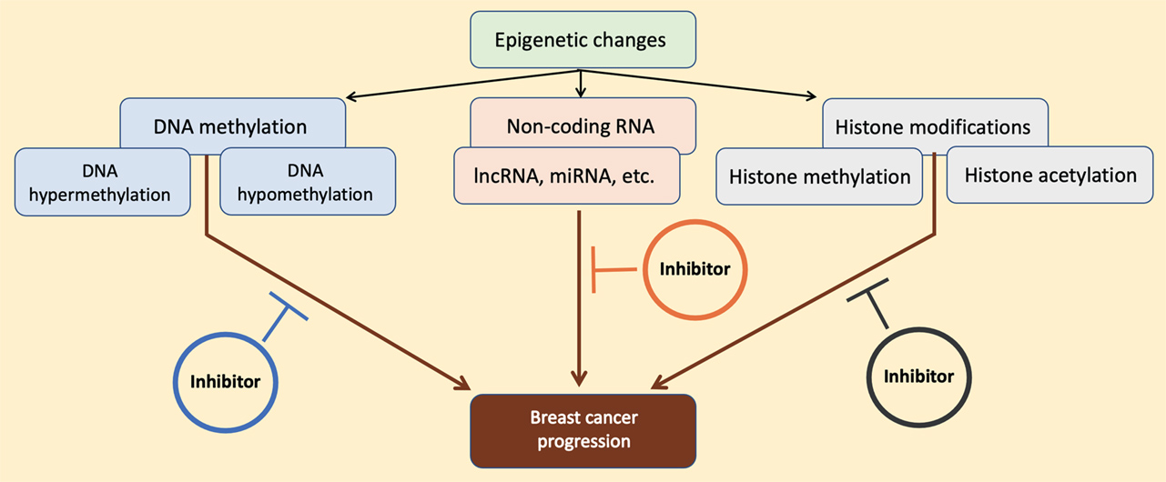 Graphical Abstract