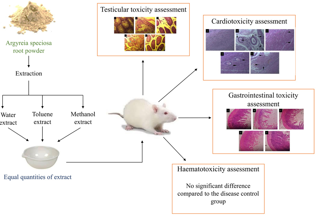 Graphical Abstract