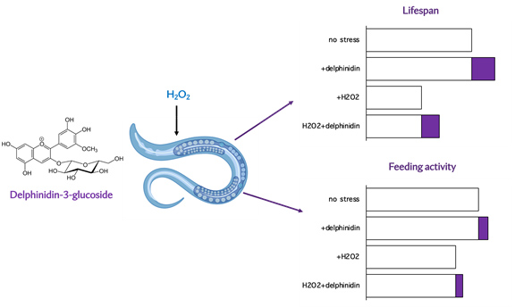 Graphical Abstract