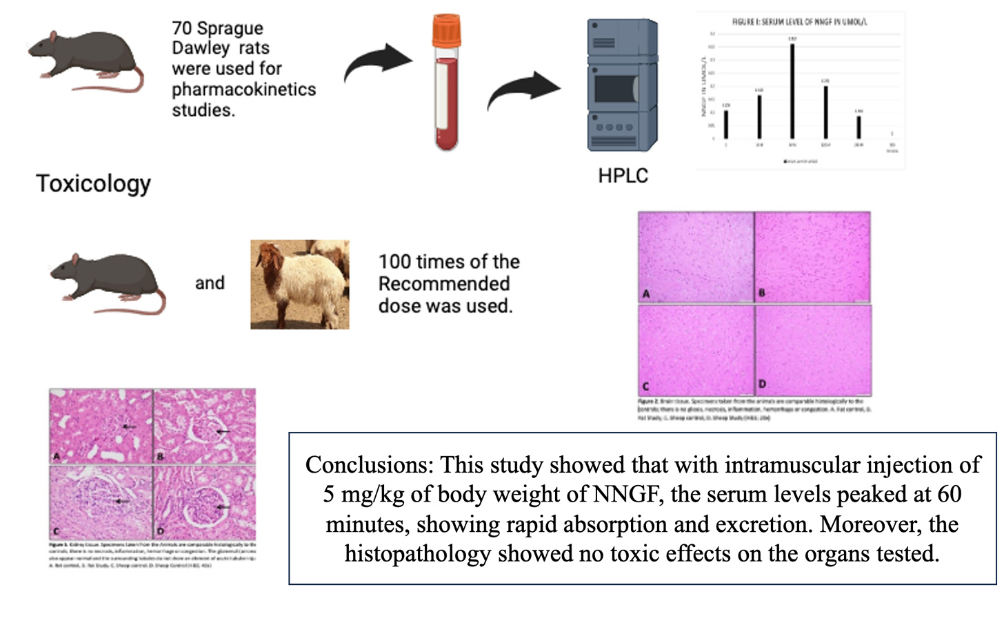 Graphical Abstract