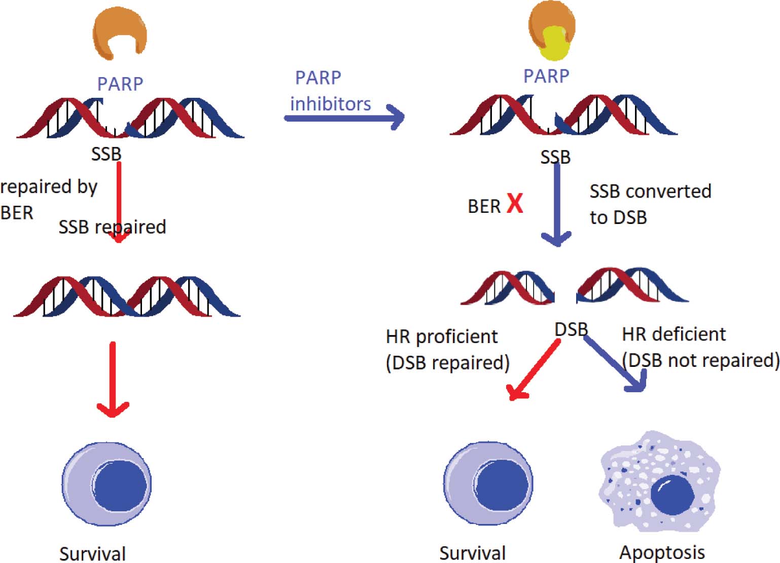Graphical Abstract