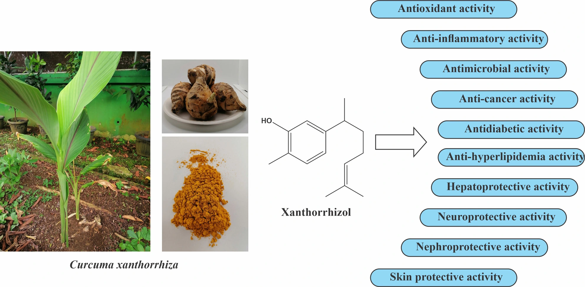 Graphical Abstract
