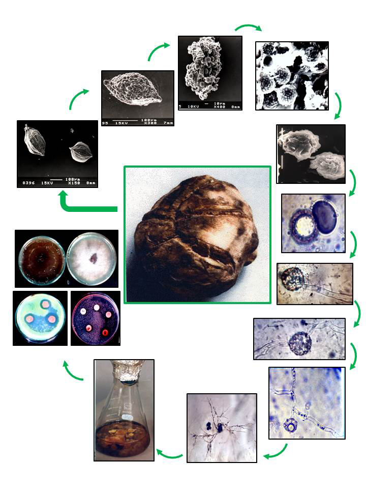 Graphical Abstract