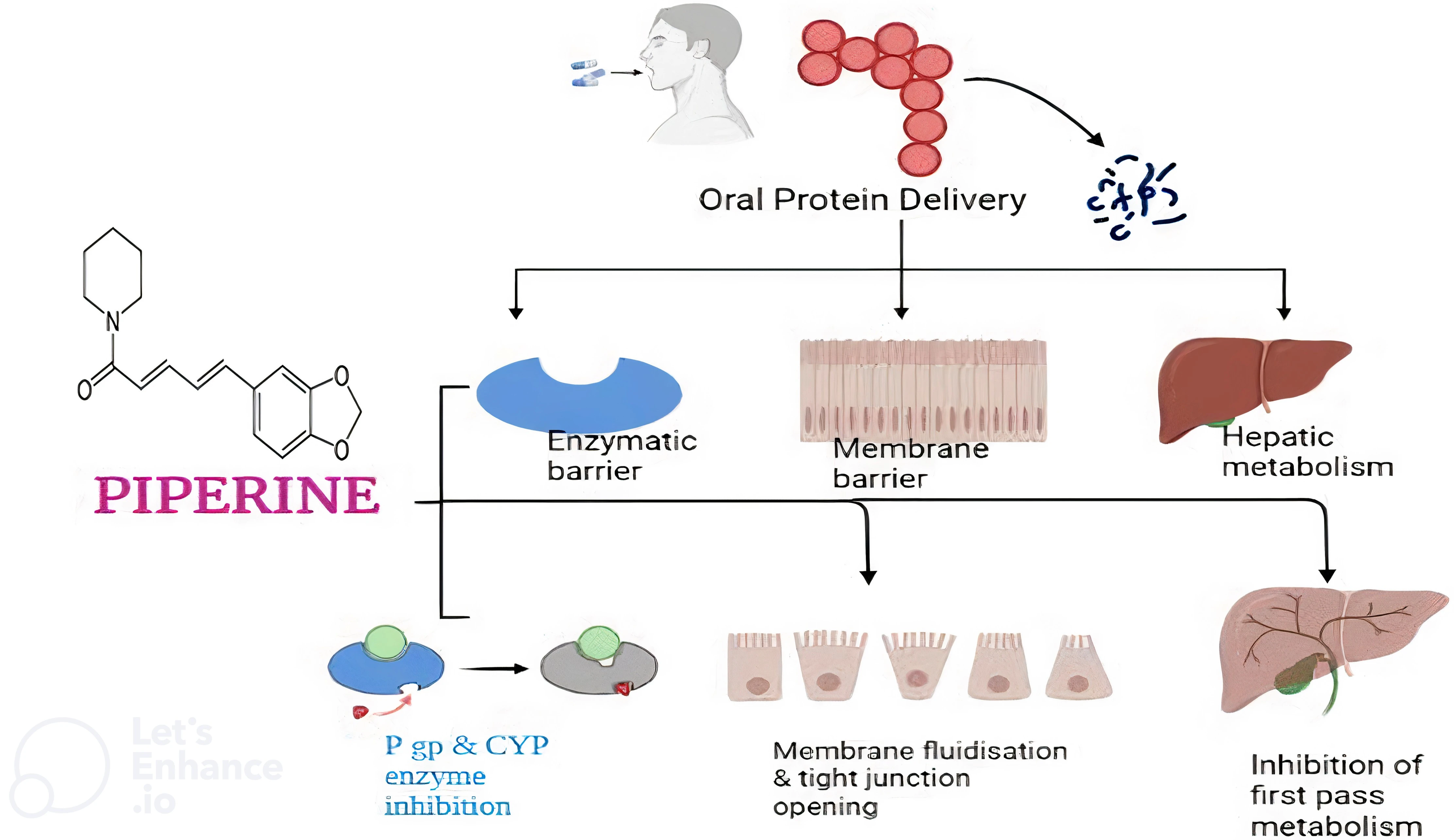 Graphical Abstract