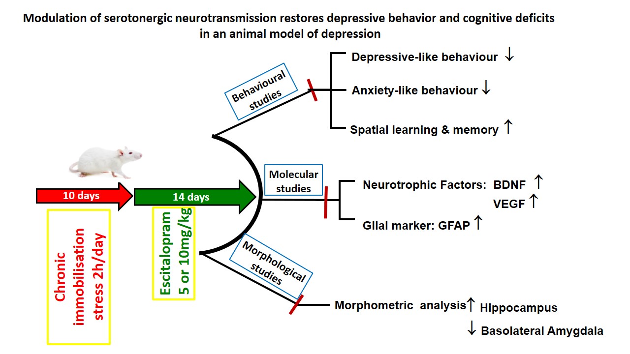 Graphical Abstract