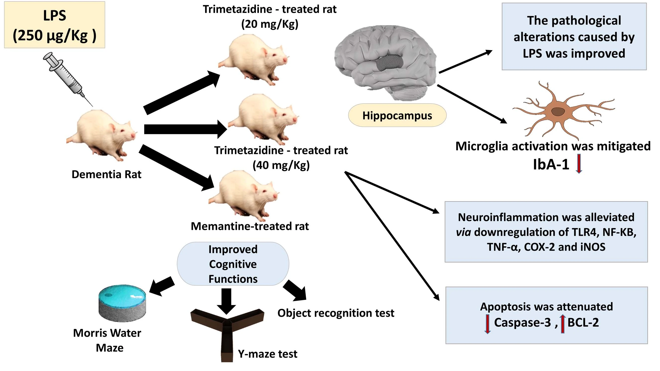 Graphical Abstract