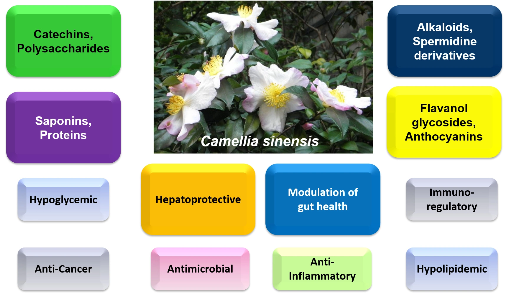 Graphical Abstract