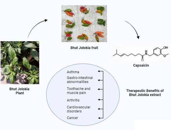 Graphical Abstract