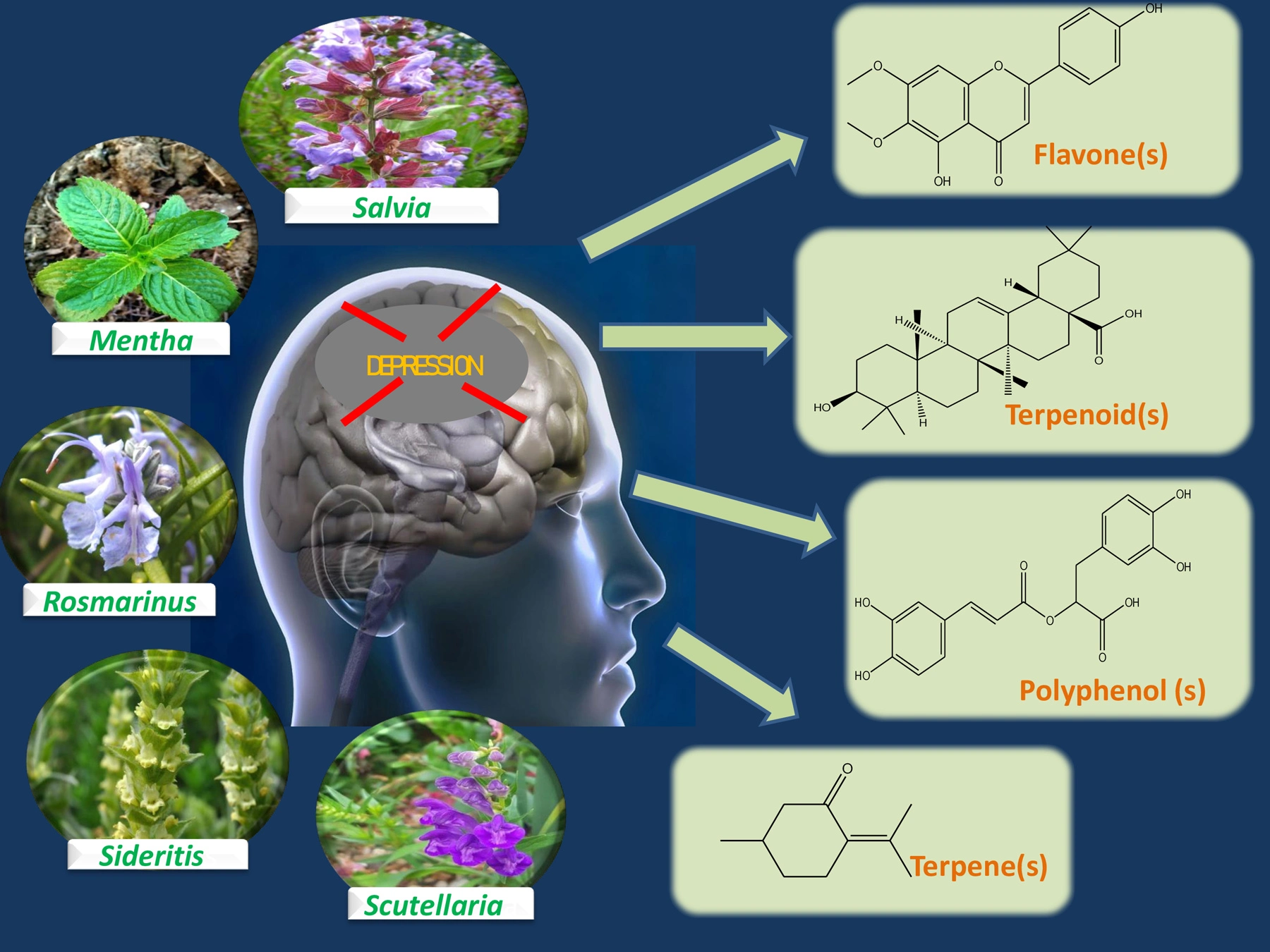 Graphical Abstract