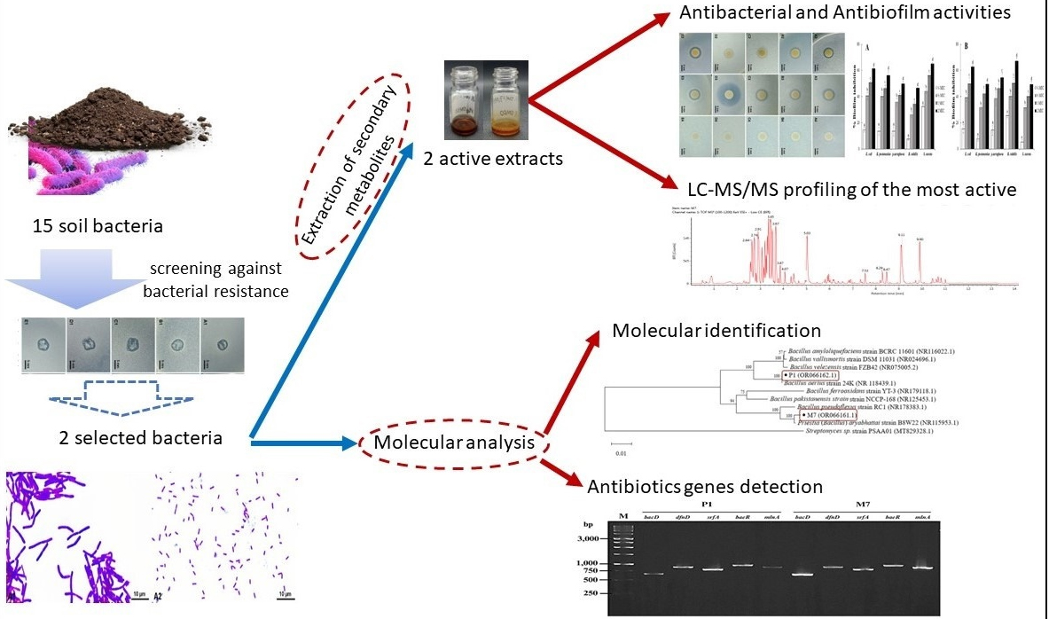 Graphical Abstract