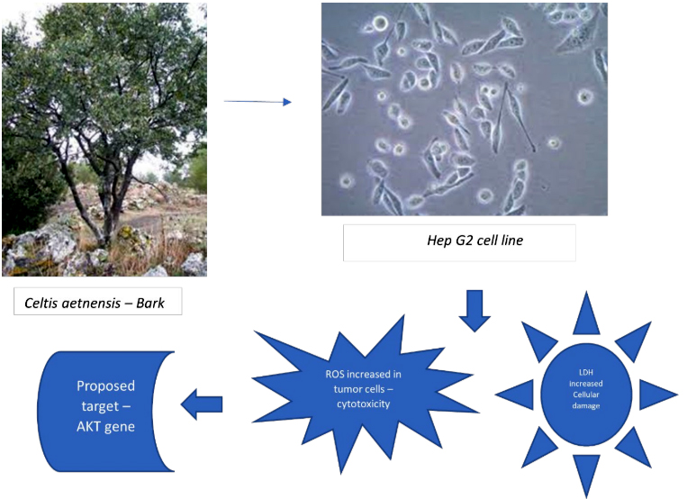 Graphical Abstract