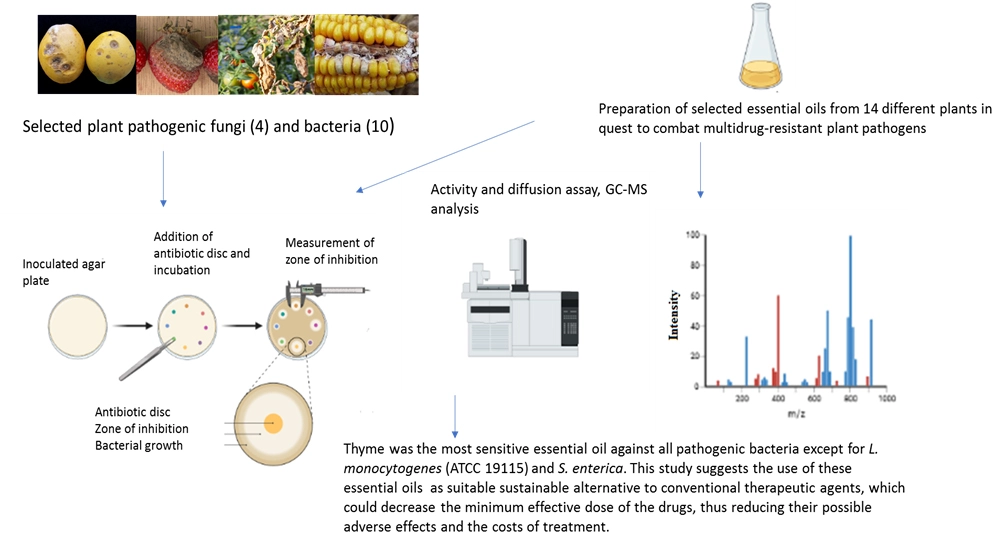 Graphical Abstract