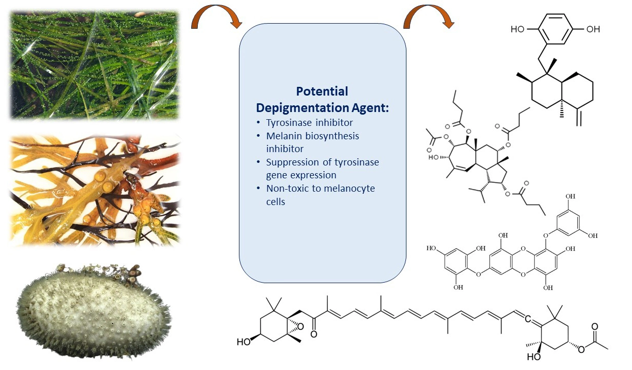 Graphical Abstract