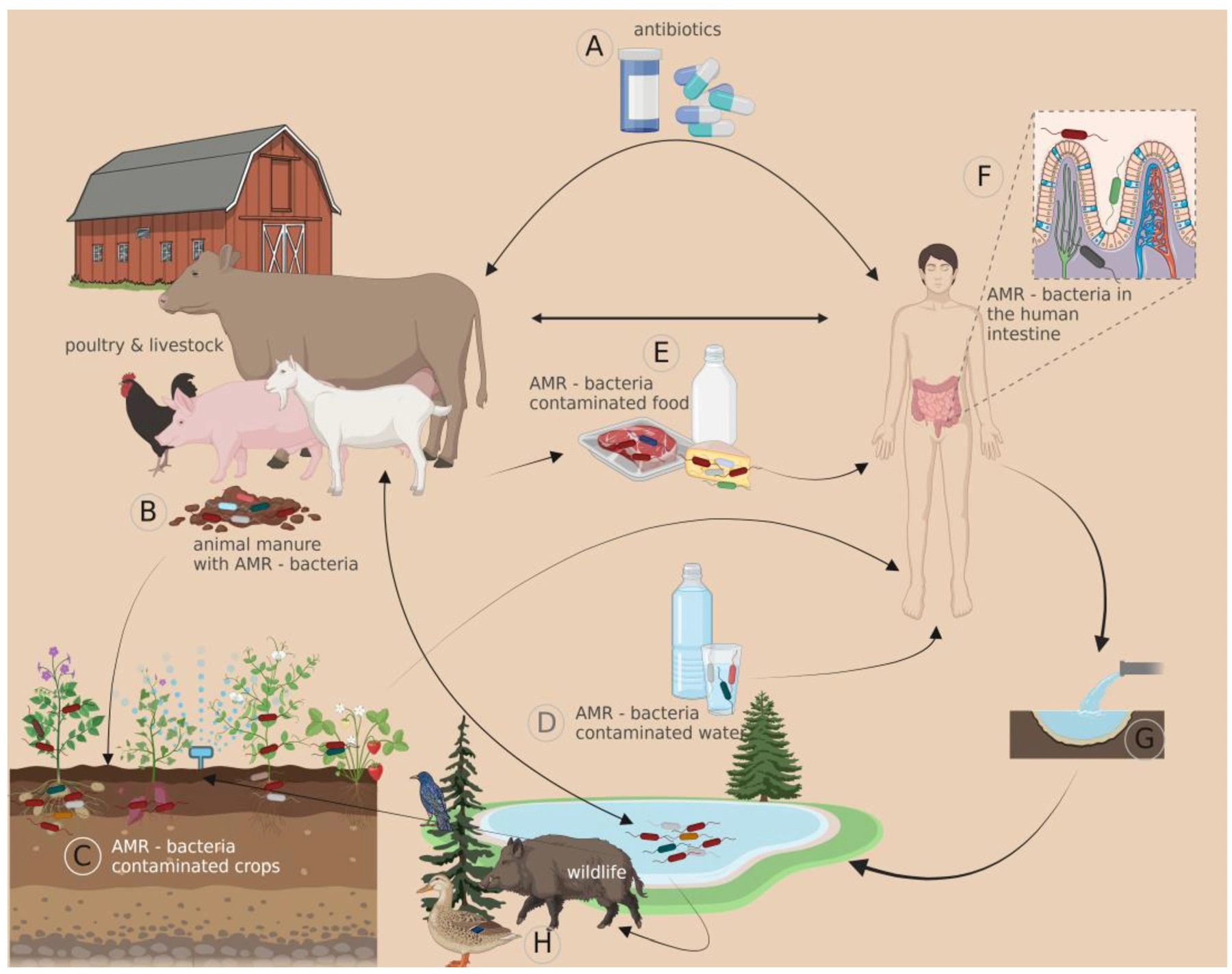 Graphical Abstract