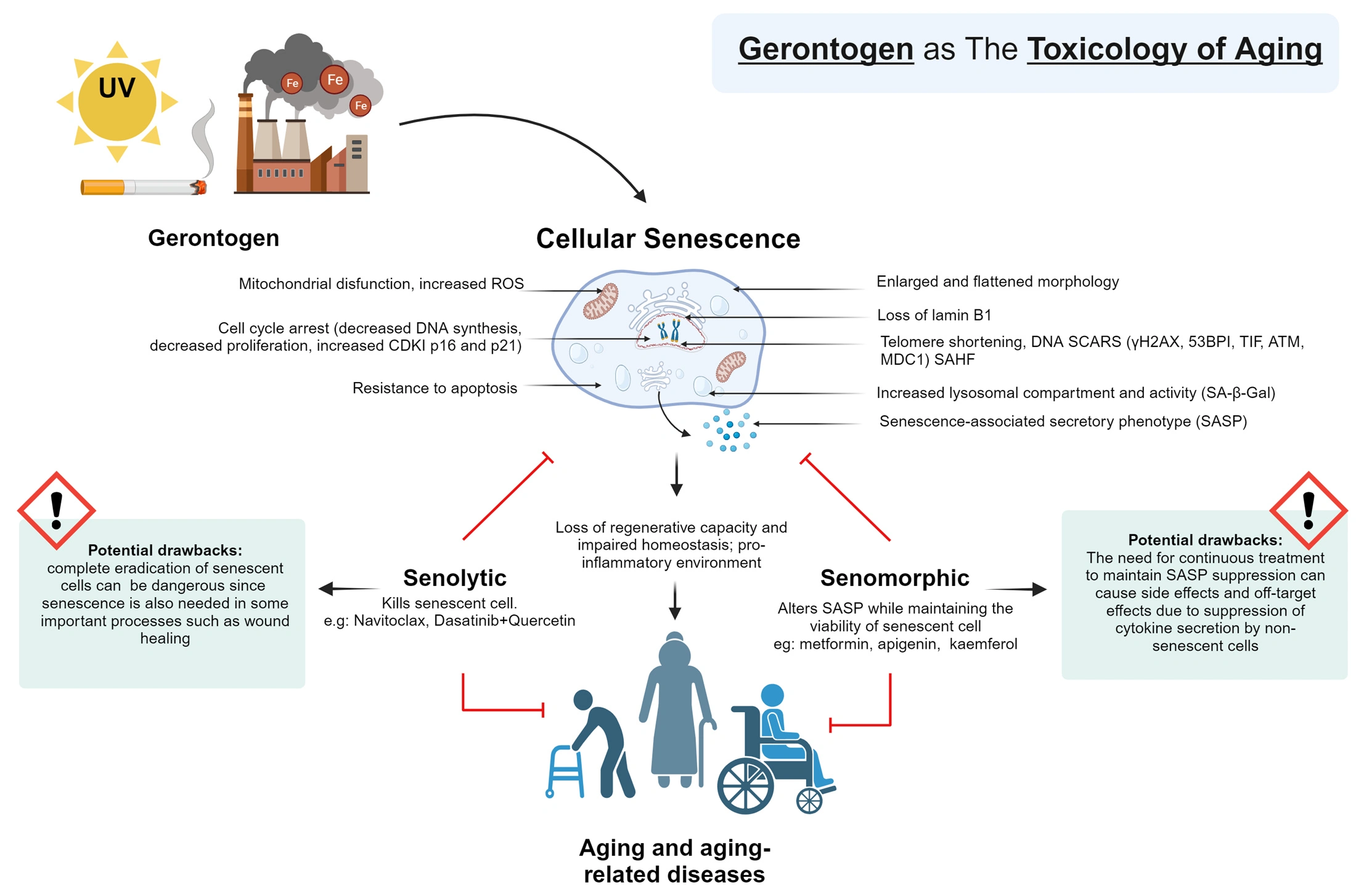 Graphical Abstract