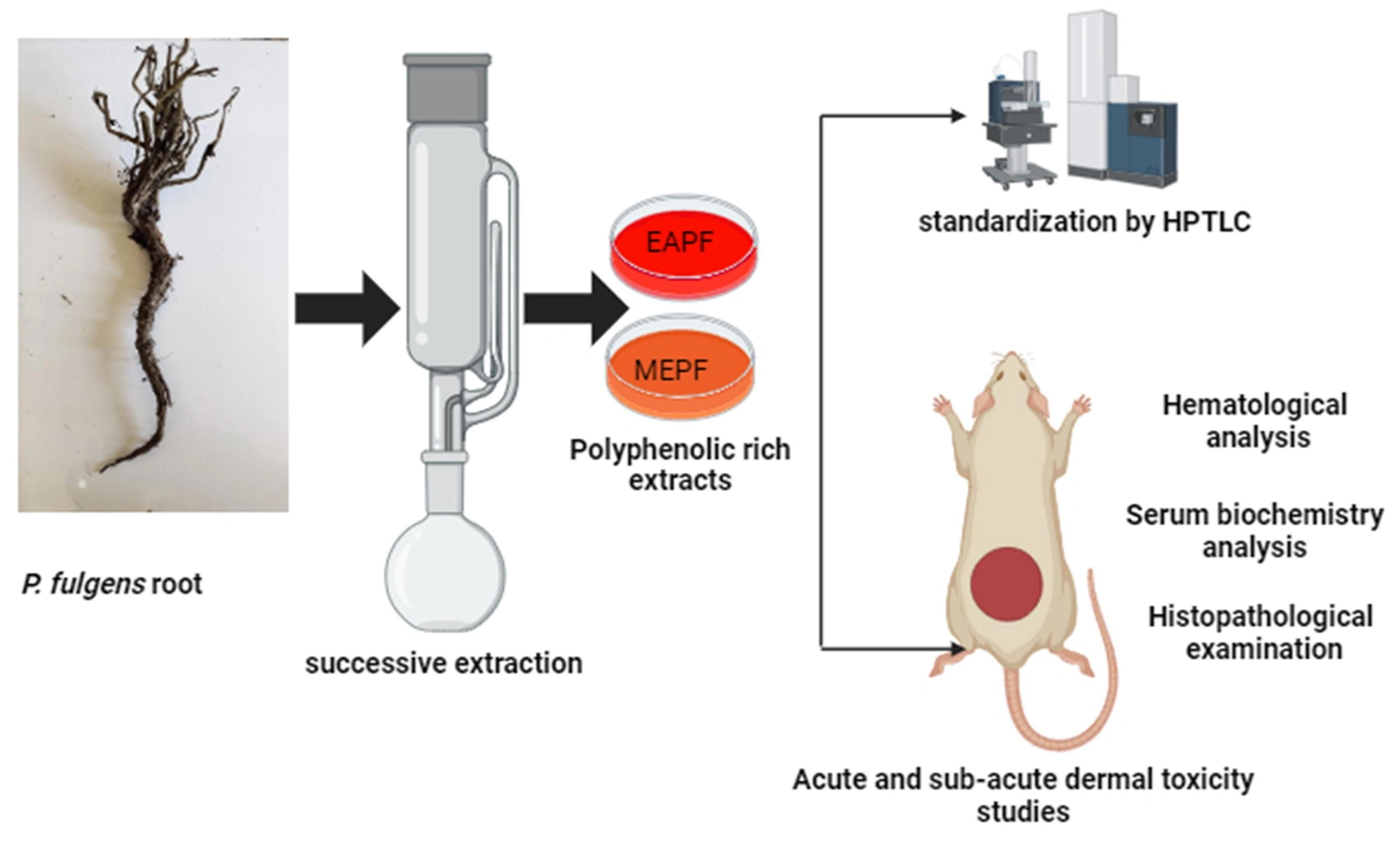 Graphical Abstract