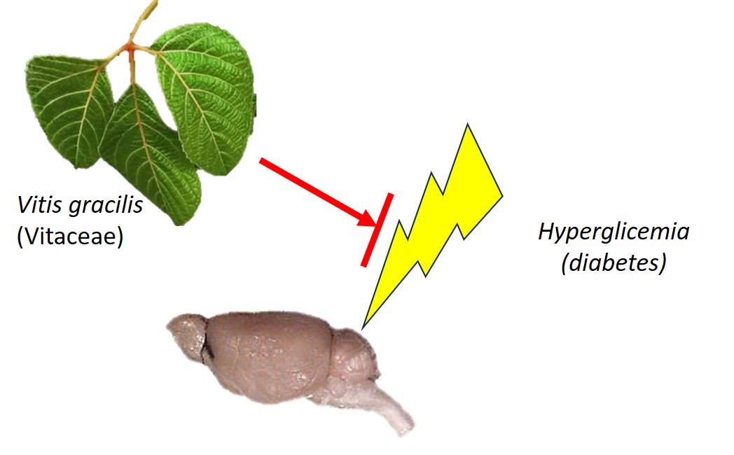 Graphical Abstract