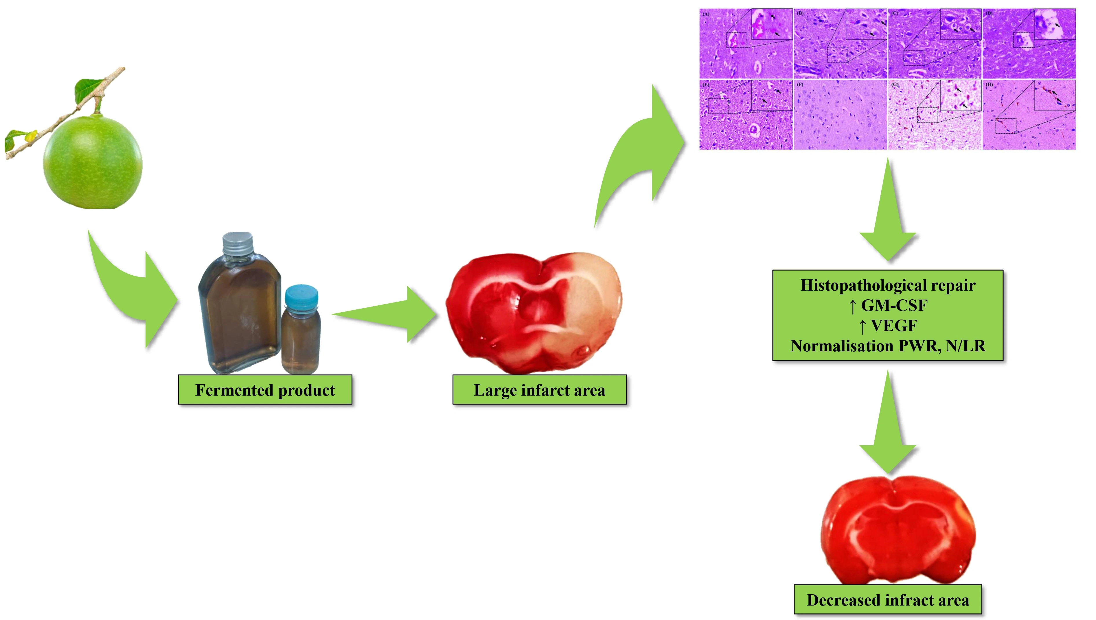 Graphical Abstract