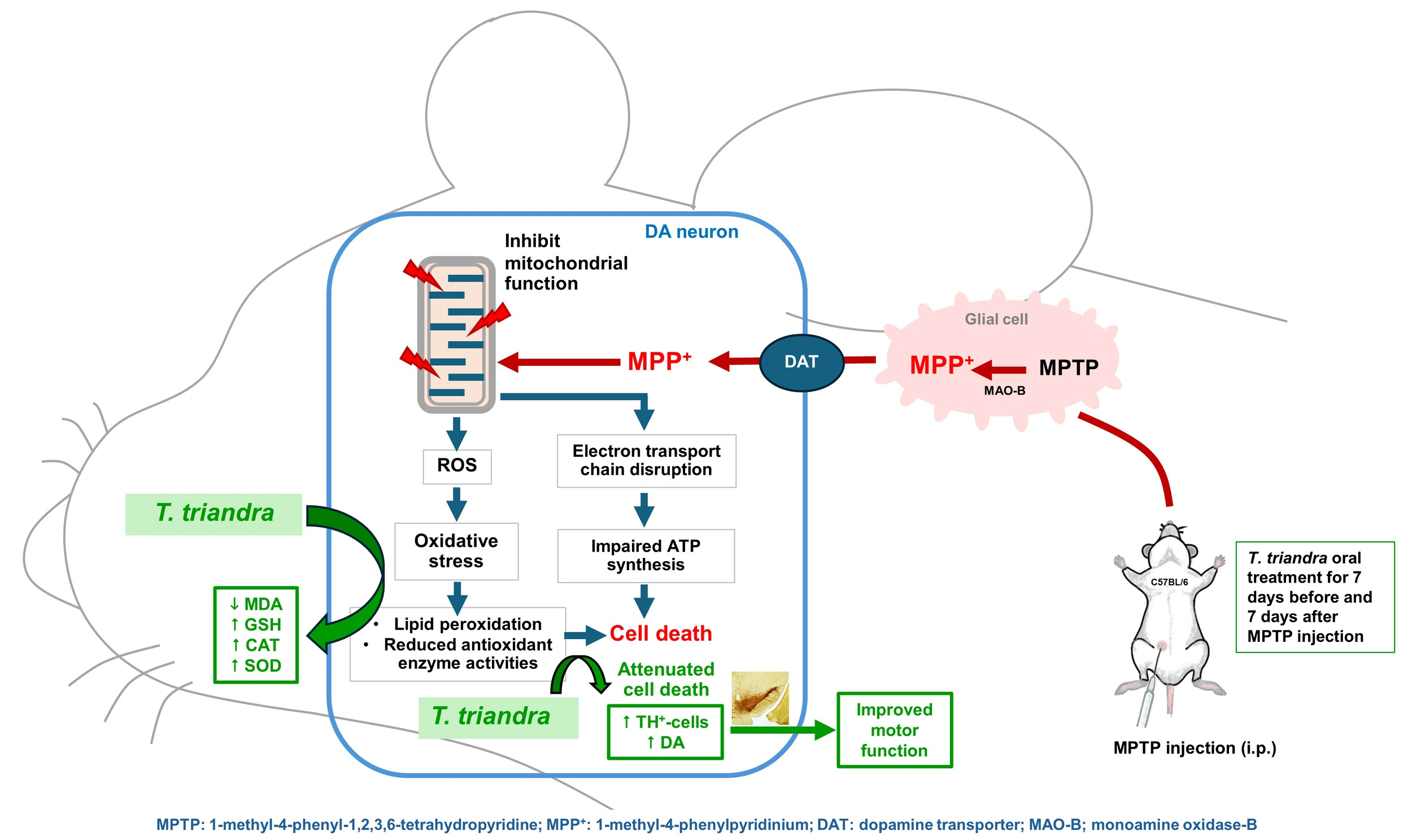 Graphical Abstract