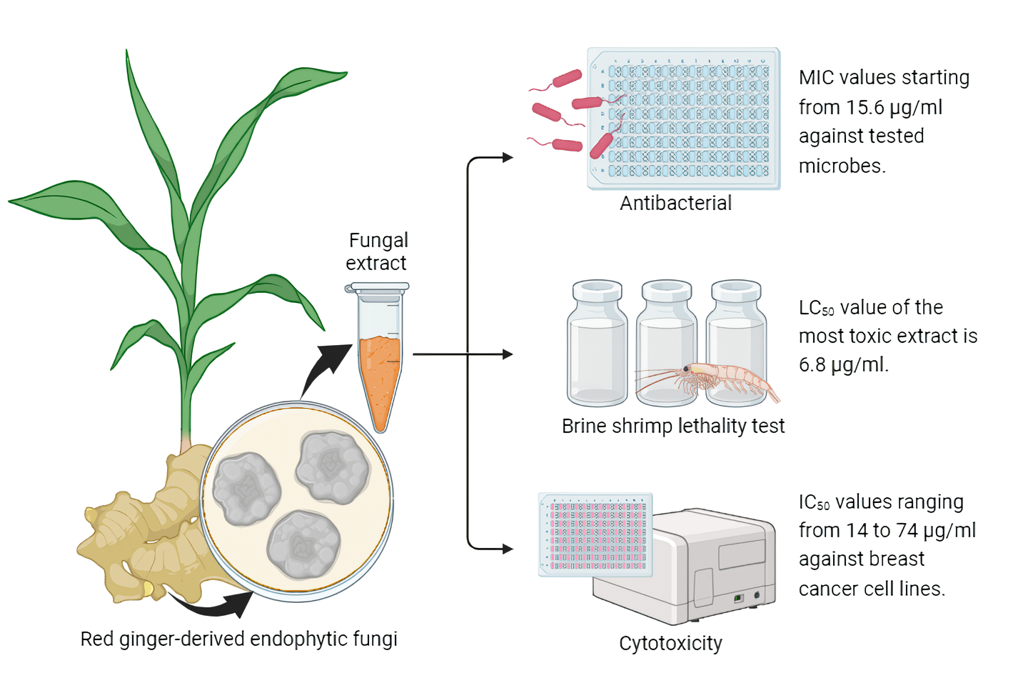 Graphical Abstract
