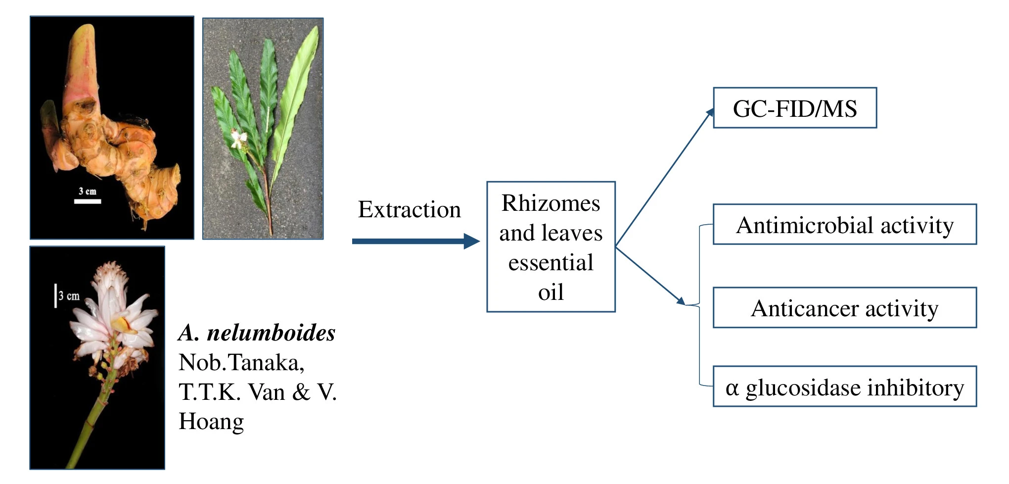 Graphical Abstract